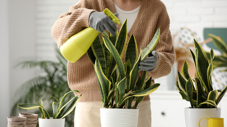 Woman with gloved hands spraying water on a potted snake plant