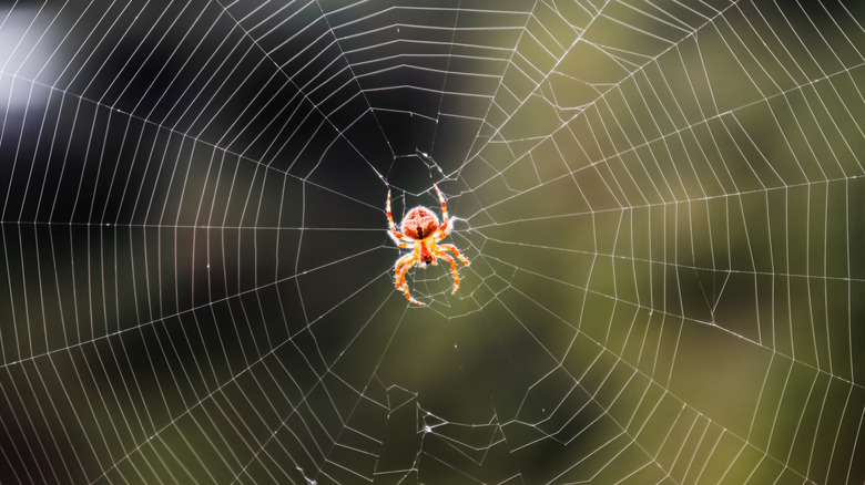 Spider at the center of a web